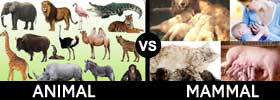 Animal vs Mammal