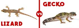Lizard vs Gecko