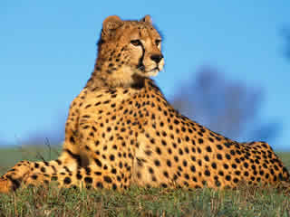 jaguar vs leopard vs cheetah vs panther vs puma vs cougar