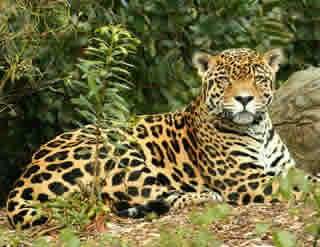 jaguar puma difference