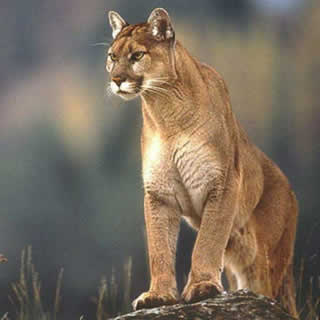genus of mountain lion