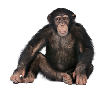 chimpanzee vs human dna