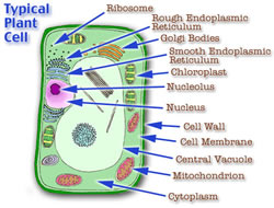 chromosomes in plant cells