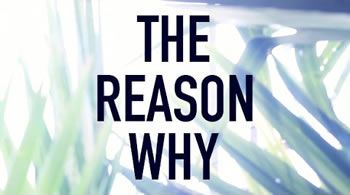 the reason