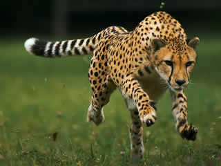 Ventileren Kleverig Hong Kong Difference between Puma and Cheetah | Puma vs Cheetah